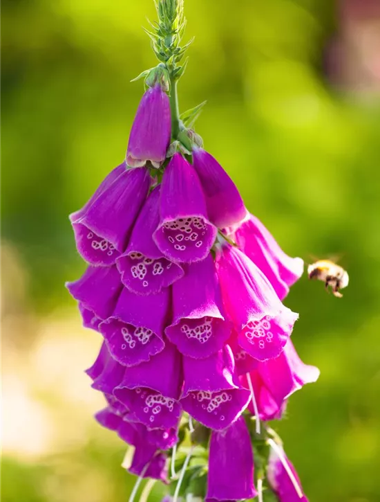 Digitalis purpurea, Rotblühender Fingerhut Garten Reiter GmbH