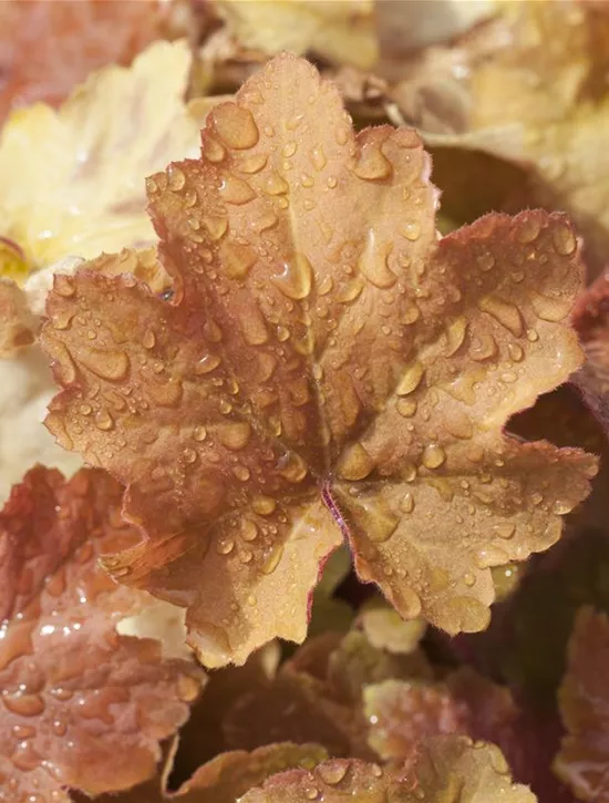Heuchera villosa 'Caramel' R, Samthaariges GartenSilberglöckchen