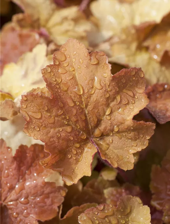 Heuchera villosa 'Caramel' R, Samthaariges GartenSilberglöckchen