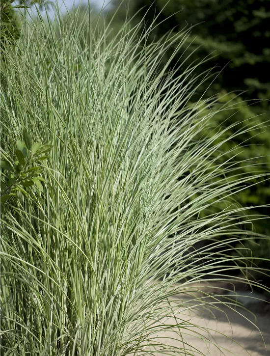 Miscanthus sinensis 'Morning Light', GartenChinaschilf, Garten
