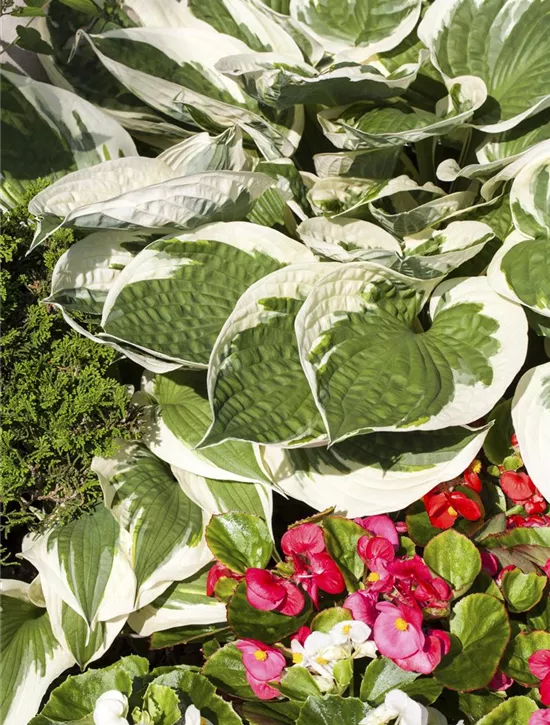 Hosta x fortunei 'Patriot', Graublättrige GoldrandGartenFunkie