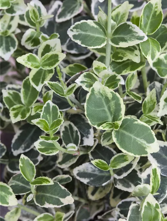 Euonymus fortunei 'Emerald Gaiety', Weißbunte Kriechspindel 'Emerald