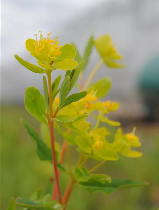 Euphorbia palustris, SumpfWolfsmilch Garten Reiter GmbH