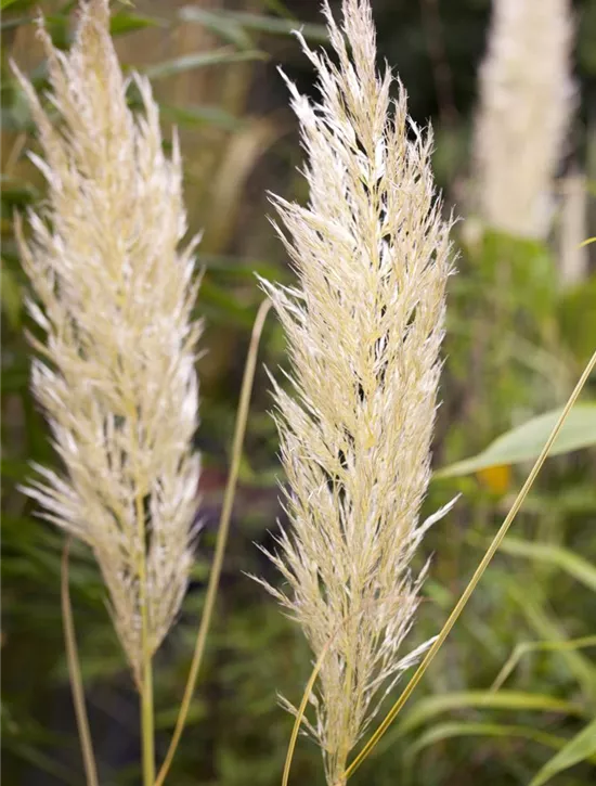 Cortaderia selloana, Pampasgras Garten Reiter GmbH