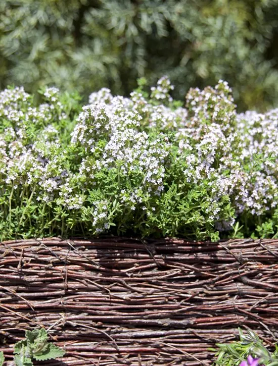 Thymus vulgaris, Echter Thymian, Quendel Garten Reiter GmbH