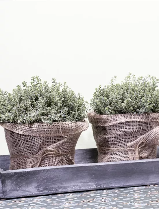 Thymus vulgaris, Echter Thymian, Quendel Garten Reiter GmbH