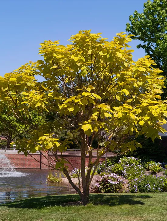 Catalpa bignonioides, Trompetenbaum Garten Reiter GmbH