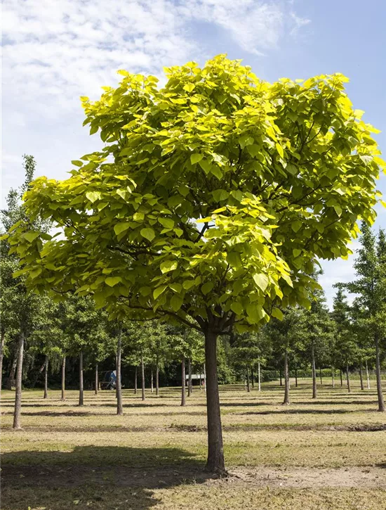 Catalpa bignonioides, Trompetenbaum Garten Reiter GmbH