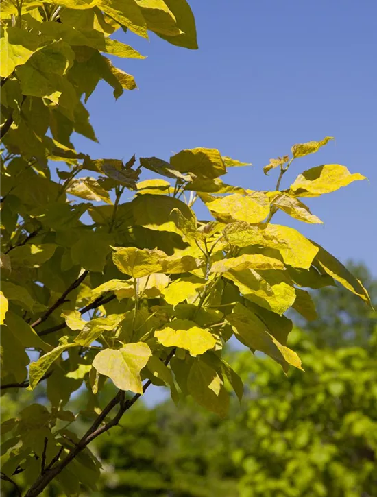 Catalpa bignonioides, Trompetenbaum Garten Reiter GmbH