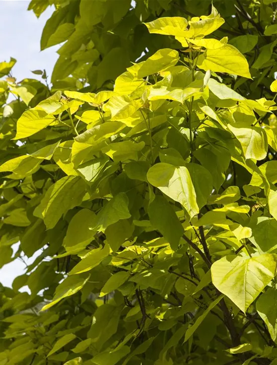 Catalpa bignonioides, Trompetenbaum Garten Reiter GmbH