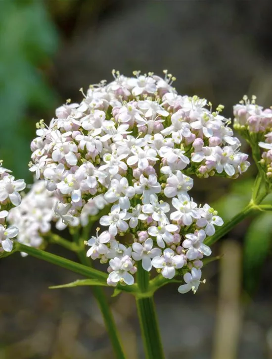 Valeriana officinalis, Gewöhnlicher Baldrian Garten Reiter GmbH