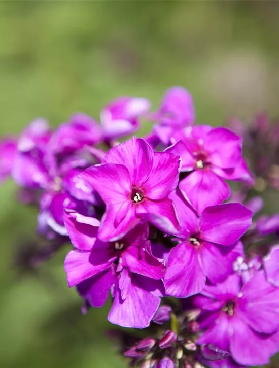 Phlox paniculata 'Starfire', Hohe Garten-Flammenblume - Garten Reiter GmbH