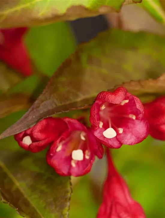 Weigela 'Nain Rouge', Weigelie 'Nain Rouge' Garten Reiter GmbH