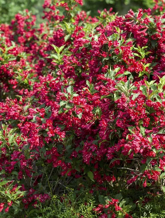 Weigela 'Red Prince', Weigelie 'Red Prince' Garten Reiter GmbH