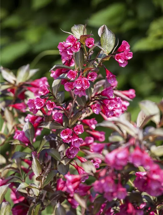 Weigela florida 'Alexandra' S, Rosa Weigelie 'Alexandra' Garten