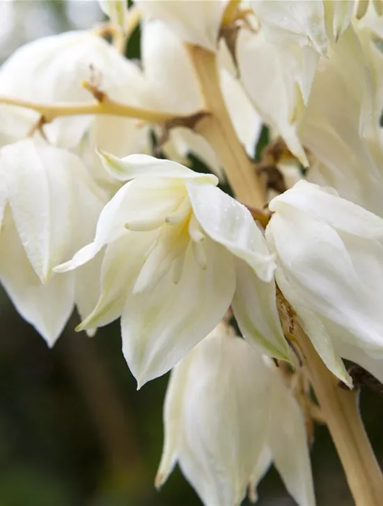 Yucca filamentosa, Palmlilie Garten Reiter GmbH