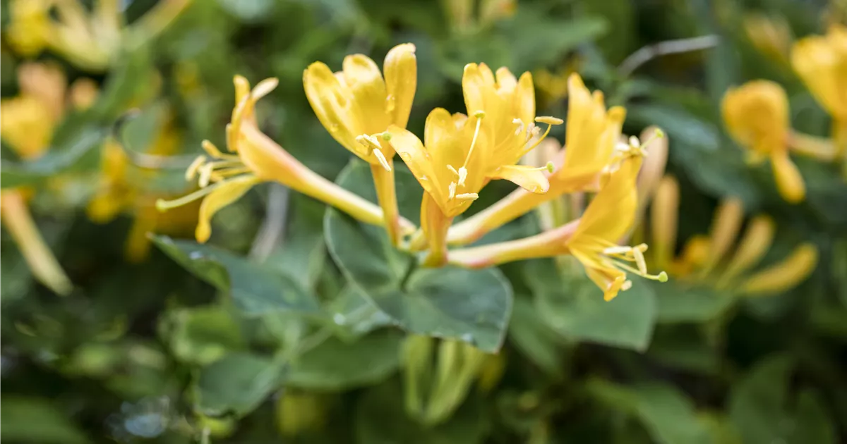 Lonicera heckrottii, Feuer-Geischlinge - Garten Reiter GmbH