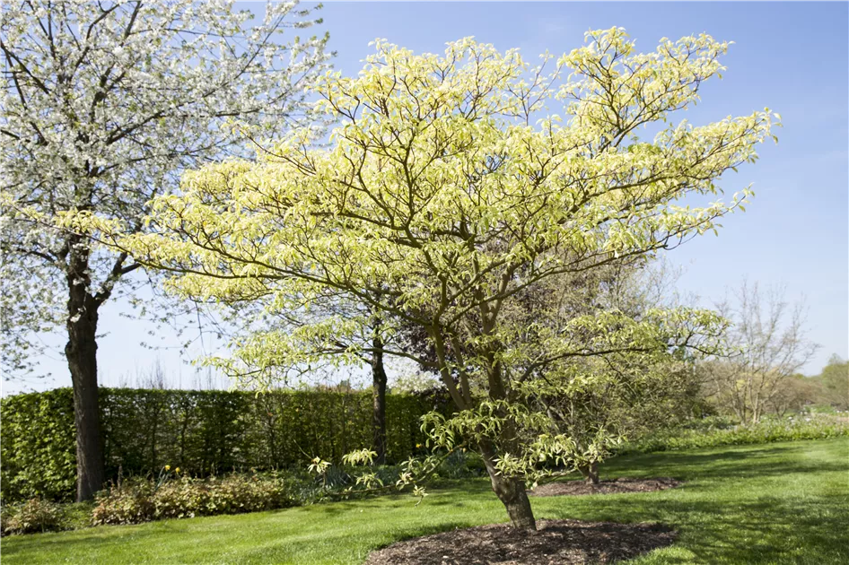 Cornus controversa 'Variegata', Hoher Weibunter Etagen-Hartriegel - Garten  Reiter GmbH