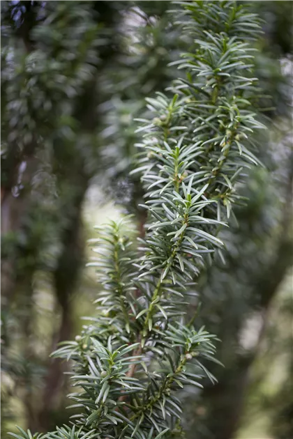 Taxus baccata 'Fastigiata', Suleneibe - Garten Reiter GmbH