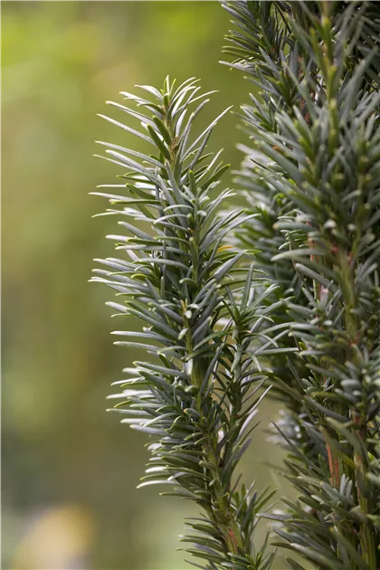 Taxus baccata 'Fastigiata Robusta', Schmale Suleneibe - Garten Reiter GmbH