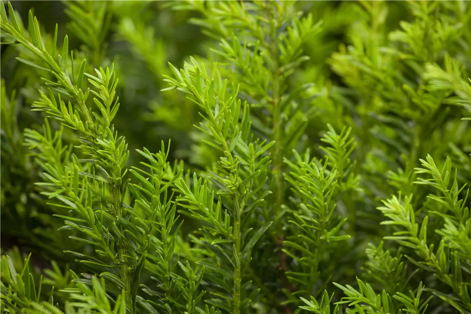 Taxus baccata 'Renke's Kleiner Grner' -R-, Eibe 'Renke's Kleiner Grner'  -R- -S- - Garten Reiter GmbH