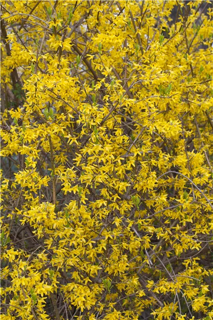 Forsythia 'Lynwood', Forsythie 'Lynwood' - Garten Reiter GmbH