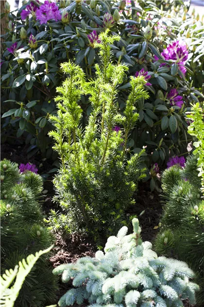 Taxus media 'Hillii', Eibe 'Hillii' - Garten Reiter GmbH