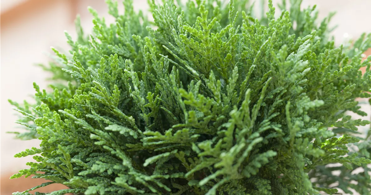 Thuja occidentalis 'Danica', Zwergiger Kugel-Lebensbaum - Garten Reiter GmbH