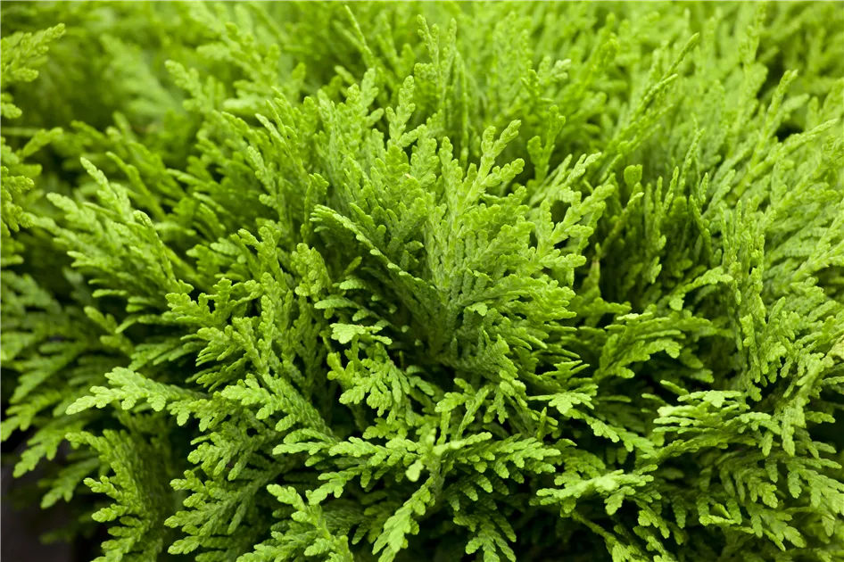 thuja extrem Junior Giant Thuja Tree main image 1