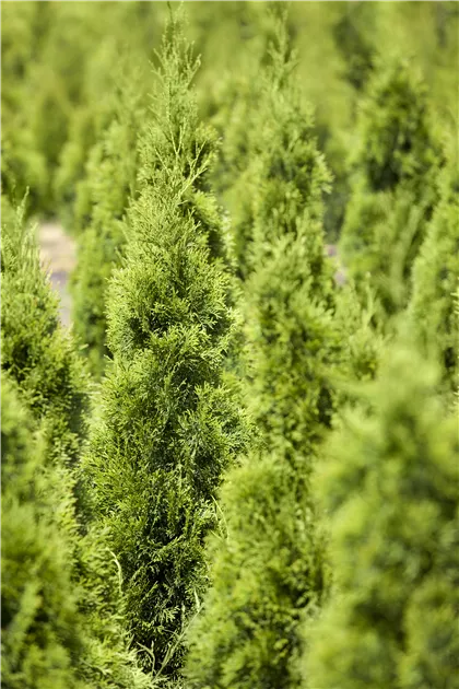 thuja plicata excelsa Thuja plicata 'Excelsa'  Majestic Trees
