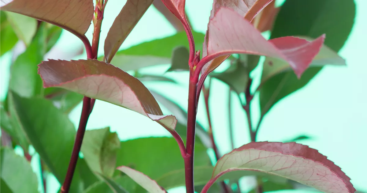 plants are purple rabattcode Gift Card 30