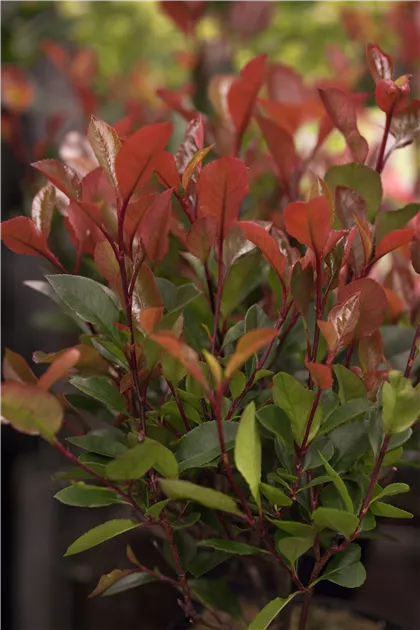 Photinia fraseri 'Carr Rouge', Glanzmispel 'Carr Rouge' - Garten Reiter  GmbH