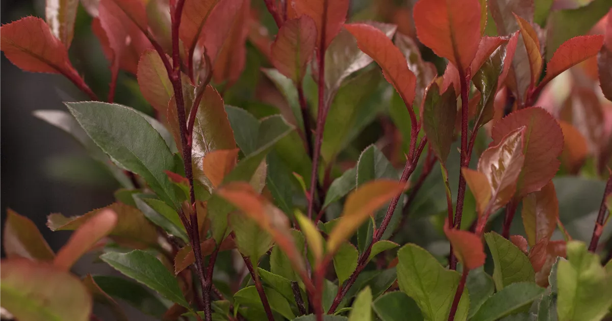 Photinia fraseri 'Carr Rouge', Glanzmispel 'Carr Rouge' - Garten Reiter  GmbH