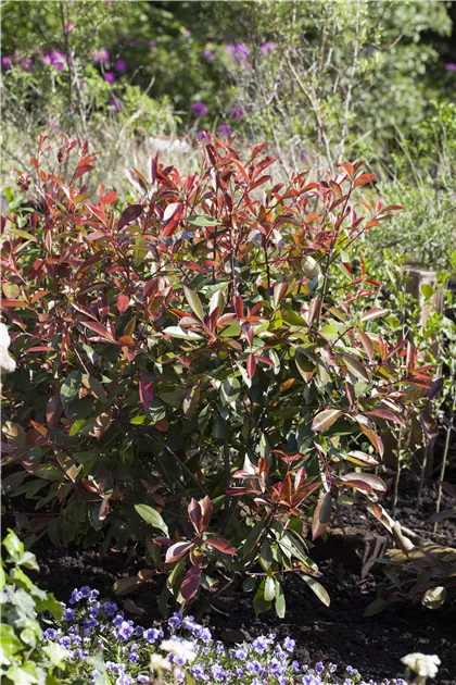 Photinia fraseri 'Red Robin', Glanzmispel 'Red Robin' - Garten Reiter GmbH