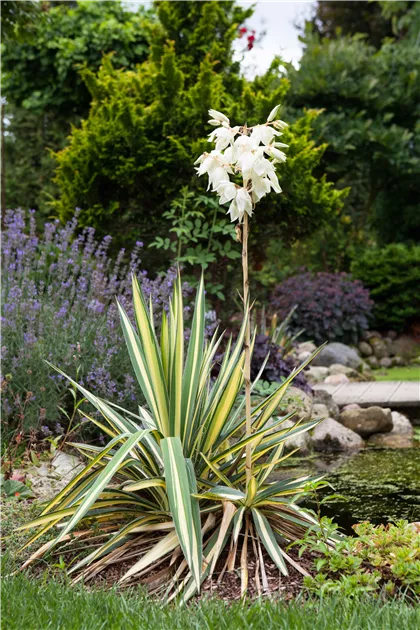 Yucca filamentosa, Palmlilie - Garten Reiter GmbH