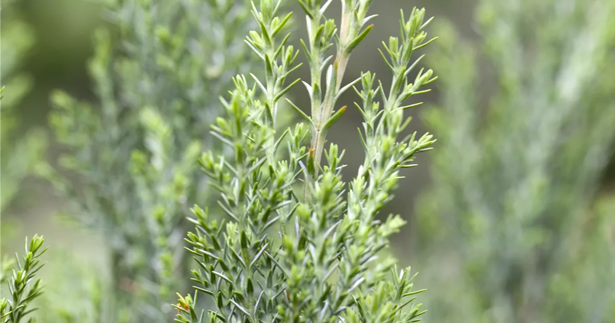buy wisteria Wisteria Plants For Sale Wholesale  Tennessee Wholesale Nursery