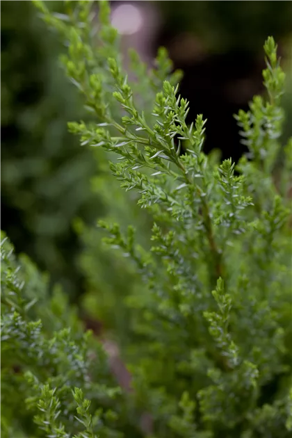 Chamaecyparis laws.'Ellwoodii', Kegelzypresse 'Ellwoodii' - Garten Reiter  GmbH